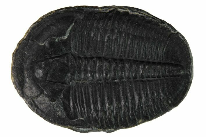 Elrathia Trilobite Fossil - Utah #169503